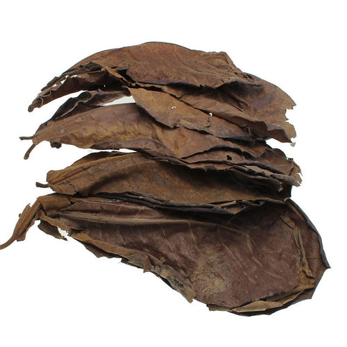 10pcs high quality Natural Terminalia Catappa Leaves,Indian almond Lour tree Olive leaf for aquarium water to balance PH Acidity