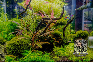 Natural Root of tree Aquarium Wood, Submerged Sinkable Driftwood Dead-wood for moss plant, build Waterscape Fish Tank Decoration