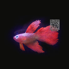 Fluorescent Artificial Fish Toy, Clownfish Rumble Fish Goldfish model toy with suction cup sucker play with fish aquarium tank