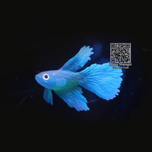 Fluorescent Artificial Fish Toy, Clownfish Rumble Fish Goldfish model toy with suction cup sucker play with fish aquarium tank