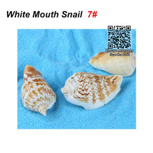 Aquarium Natural Shells Scallop Snail Craft party landscape for fish tank, Conch Whelk Sea Snail Trumpet Shell Sea Shell Cowry