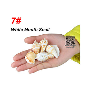 Aquarium Natural Shells Scallop Snail Craft party landscape for fish tank, Conch Whelk Sea Snail Trumpet Shell Sea Shell Cowry